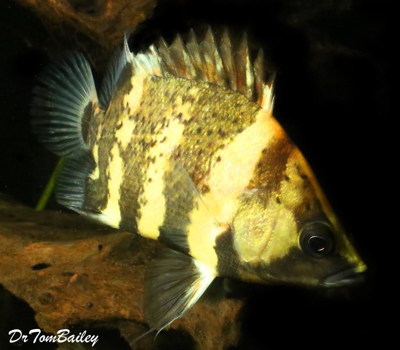 Premium Rare WILD, New Guinea Tiger Datnioides, NGT
