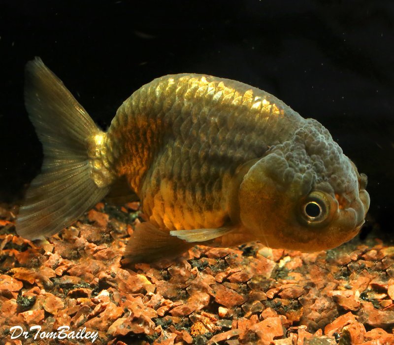 Premium, Rare, Chocolate Ranchu Goldfish