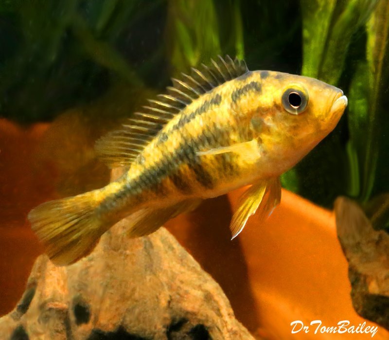 Premium Lake Victoria Yellow Rock Kribensis Cichlid