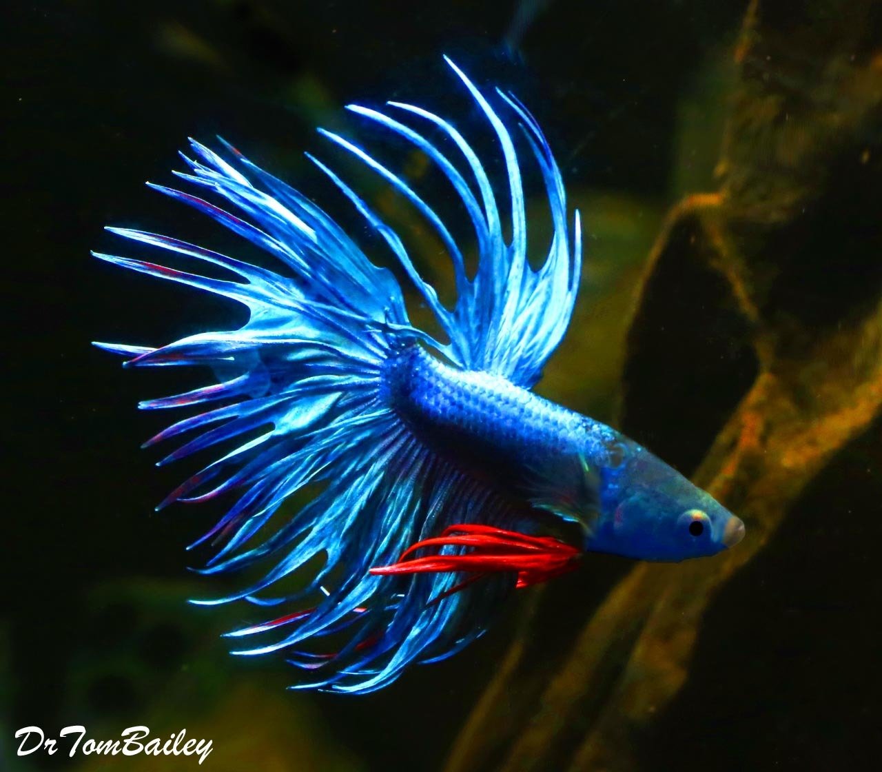 Premium MALE Blue Crowntail Betta Fish, on SALE