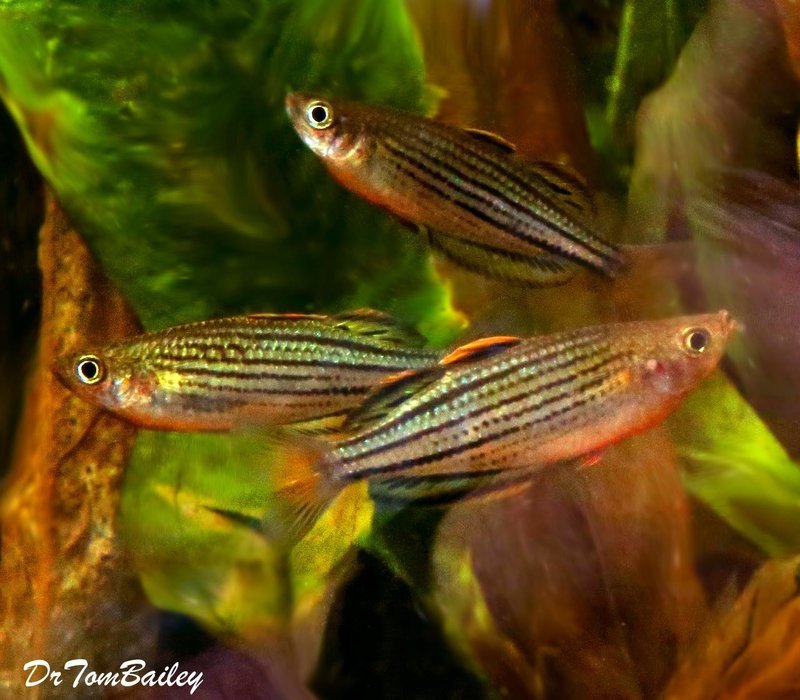 Premium Rare Skull Creek Rainbowfish