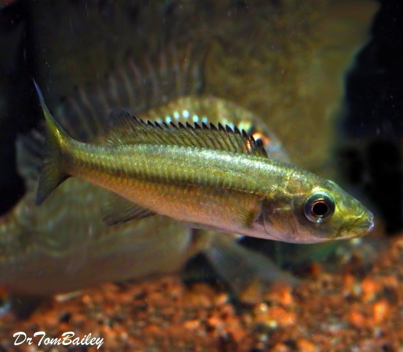 Premium Rare New, Rhamphochromis Esox from Lake Malawi
