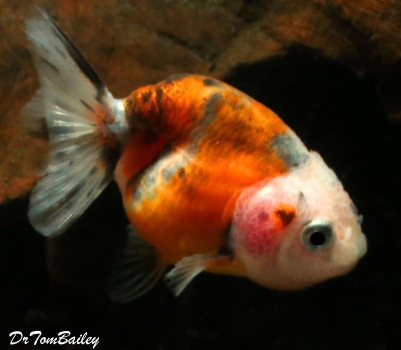 Premium Calico Ranchu Goldfish