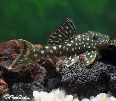 Premium Rare WILD, Ternetzi Plecostomus, LDA055
