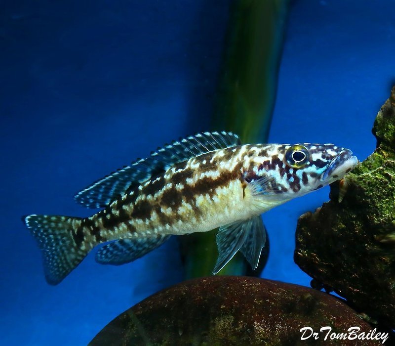 Premium Rare and New, Lake Tanganyika Lepidiolamprologus Nkambae Cichlid