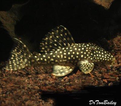 Premium Rare WILD, Angelicus Plecostomus, L004