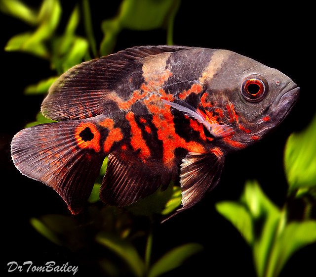 Premium Tiger Red Oscar Cichlid