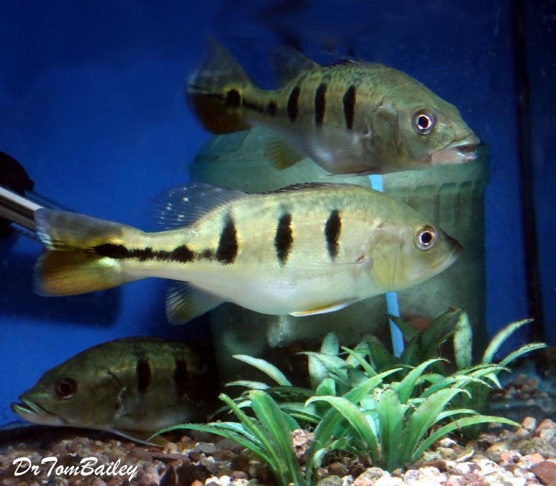 Premium Rare Bahia Kelberi Peacock Bass, can grow to be very large.