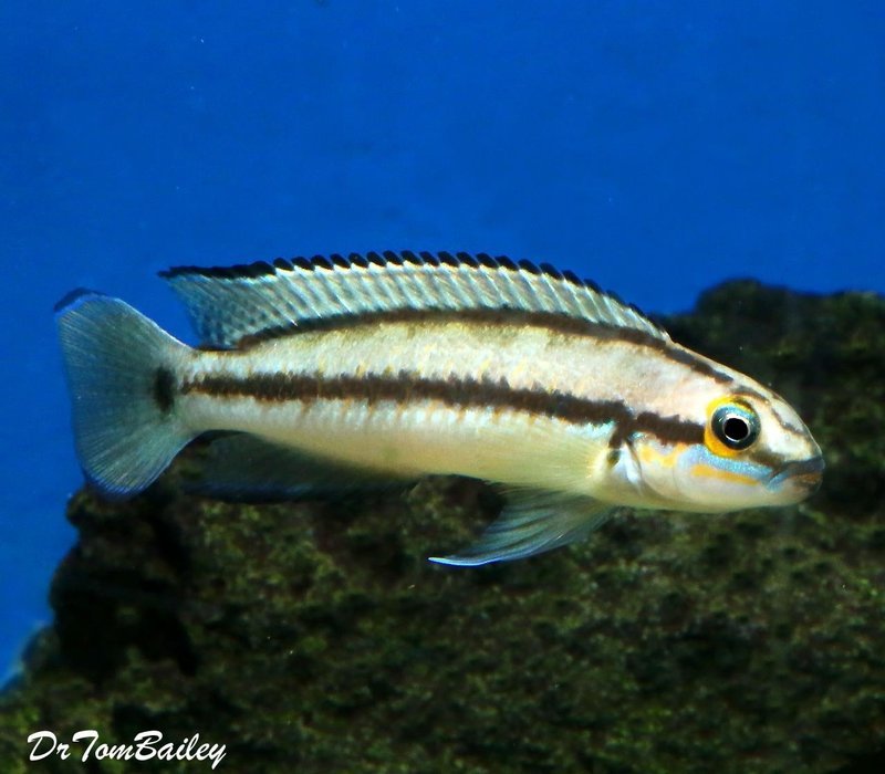 Premium Lake Tanganyika Telmatochromis Vittatus