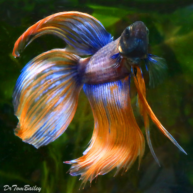 Premium MALE Rare Extremely Unique Betta Fish