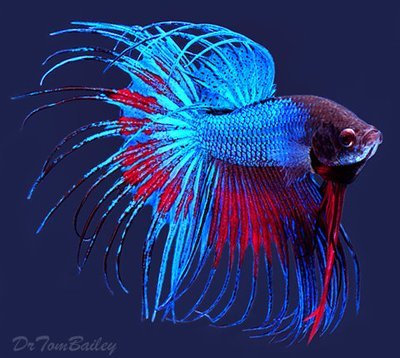 Premium MALE Extremely Unique Crowntail Betta Fish