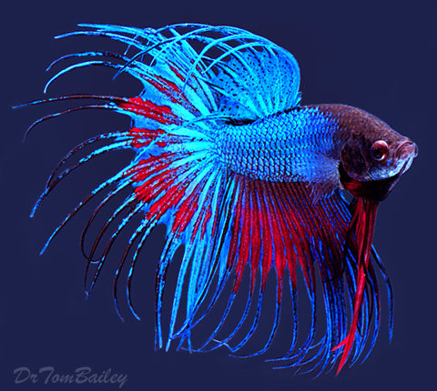 Premium MALE Extremely Unique Crowntail Betta Fish