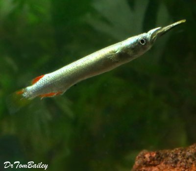 Premium Platinum Halfbeak, Nano Fish