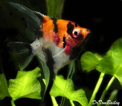 Premium Select Koi Angelfish