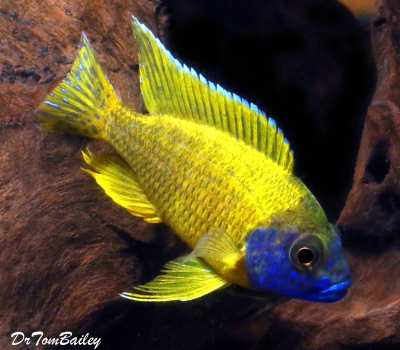 Premium MALE Malawi Yellow Benga Peacock Cichlid