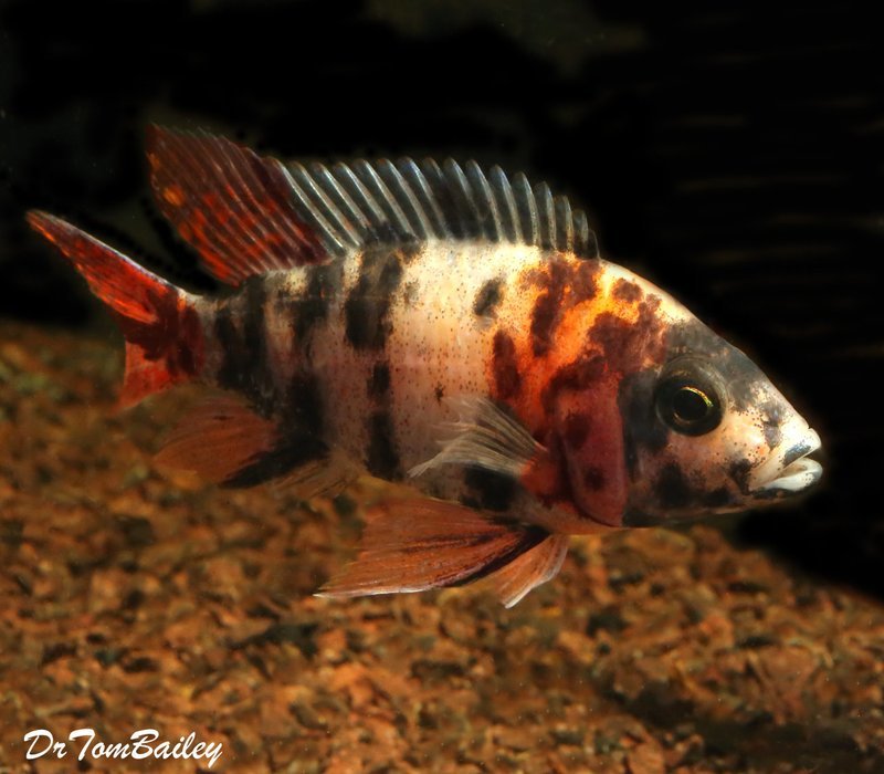 Premium MALE WYSIWYG Lake Malawi OB Peacock