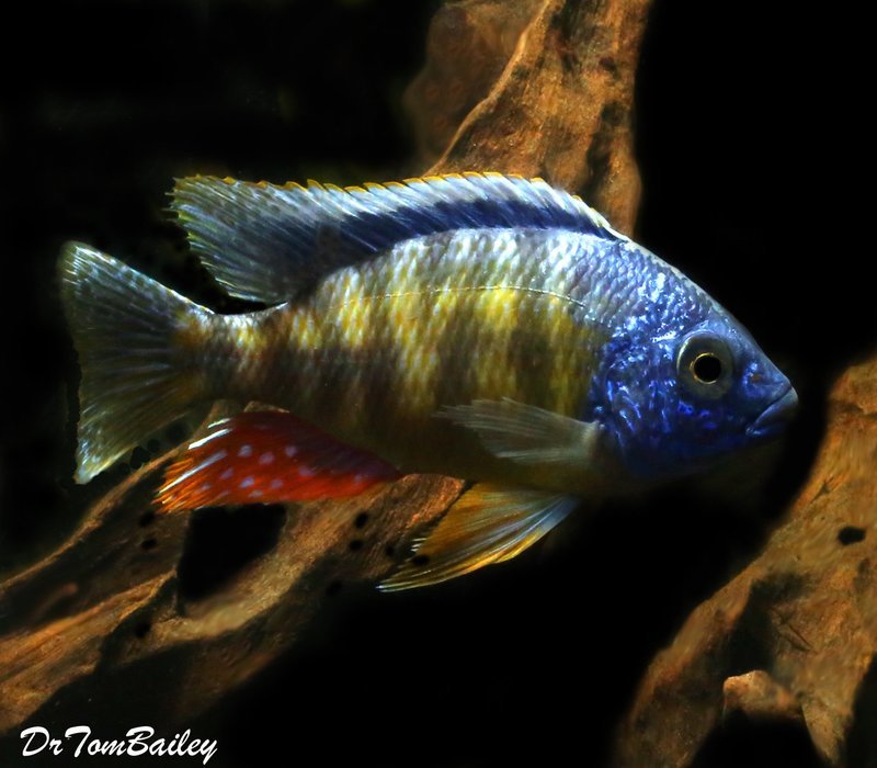 Premium Tangerine Tiger Hap