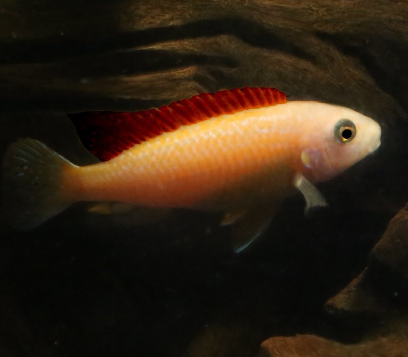 Premium New and Rare, Red Exasperatus Mbuna Cichlid