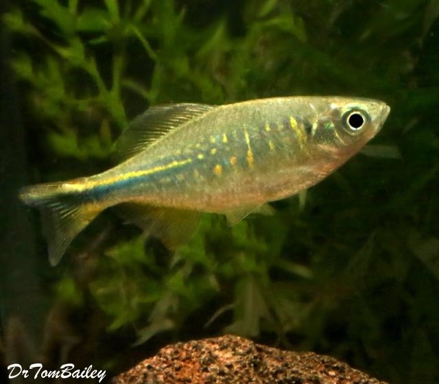 Premium Rare and New, Orange Hatchet Danio, Nano Fish