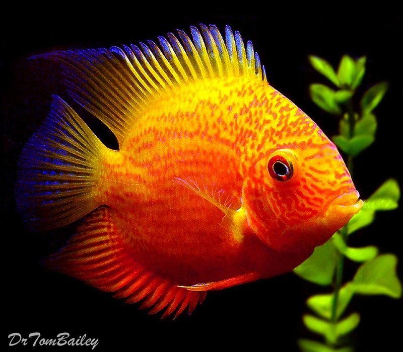 Premium Super Red Spotted Severum Cichlid, Heros efasciatus, on SALE