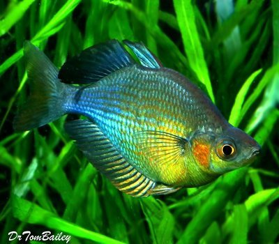Premium Turquoise Rainbowfish