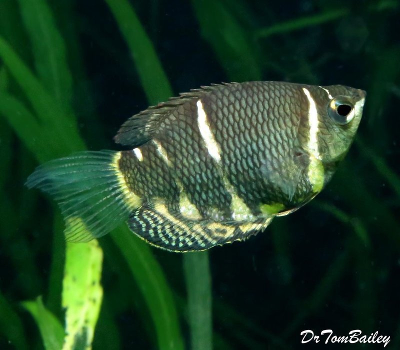Premium WILD, Rare Chocolate Gourami