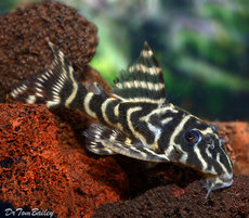 Plecostomus Catfish