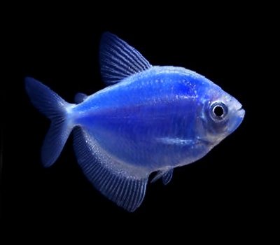 Blue Aquarium Fish