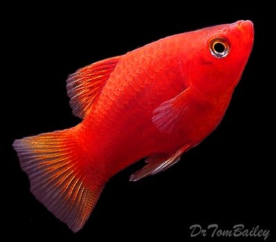 Red Aquarium Fish