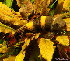 More Algae Eaters