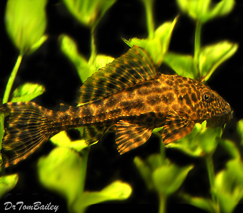 Premium Trinidad Pleco, on SALE