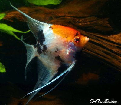 Premium Rare New, WYSIWYG Veiltail Koi Angelfish
