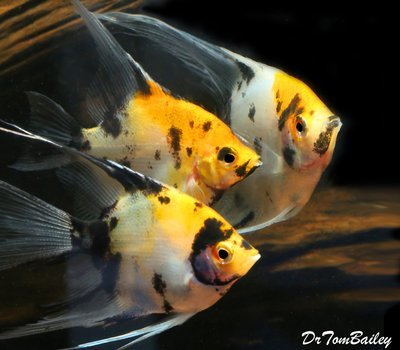 Premium Rare New, Veiltail Koi Angelfish