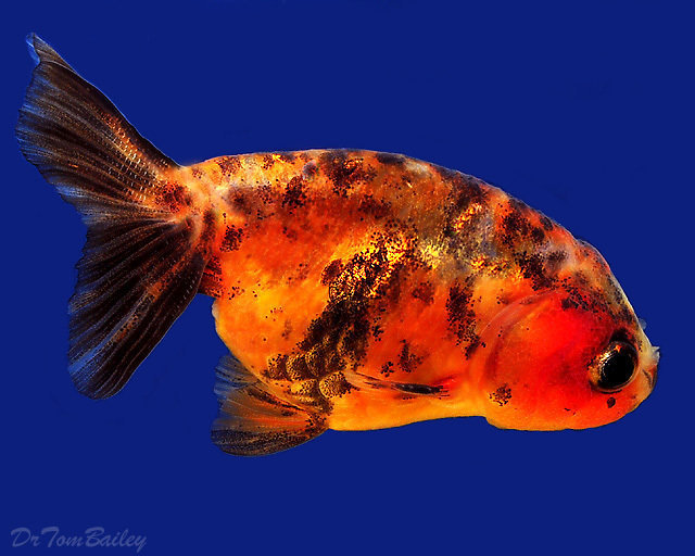 Premium Assorted Lionhead Goldfish