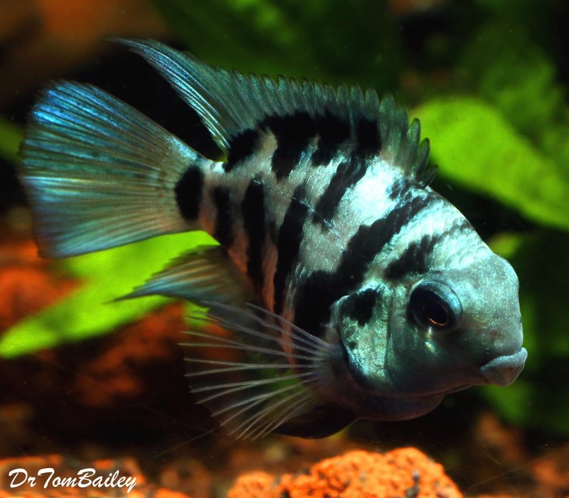 Premium Rare New, Polar Blue Convict Parrot Cichlid, on SALE