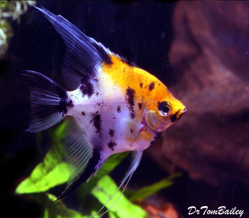Premium Koi Angelfish