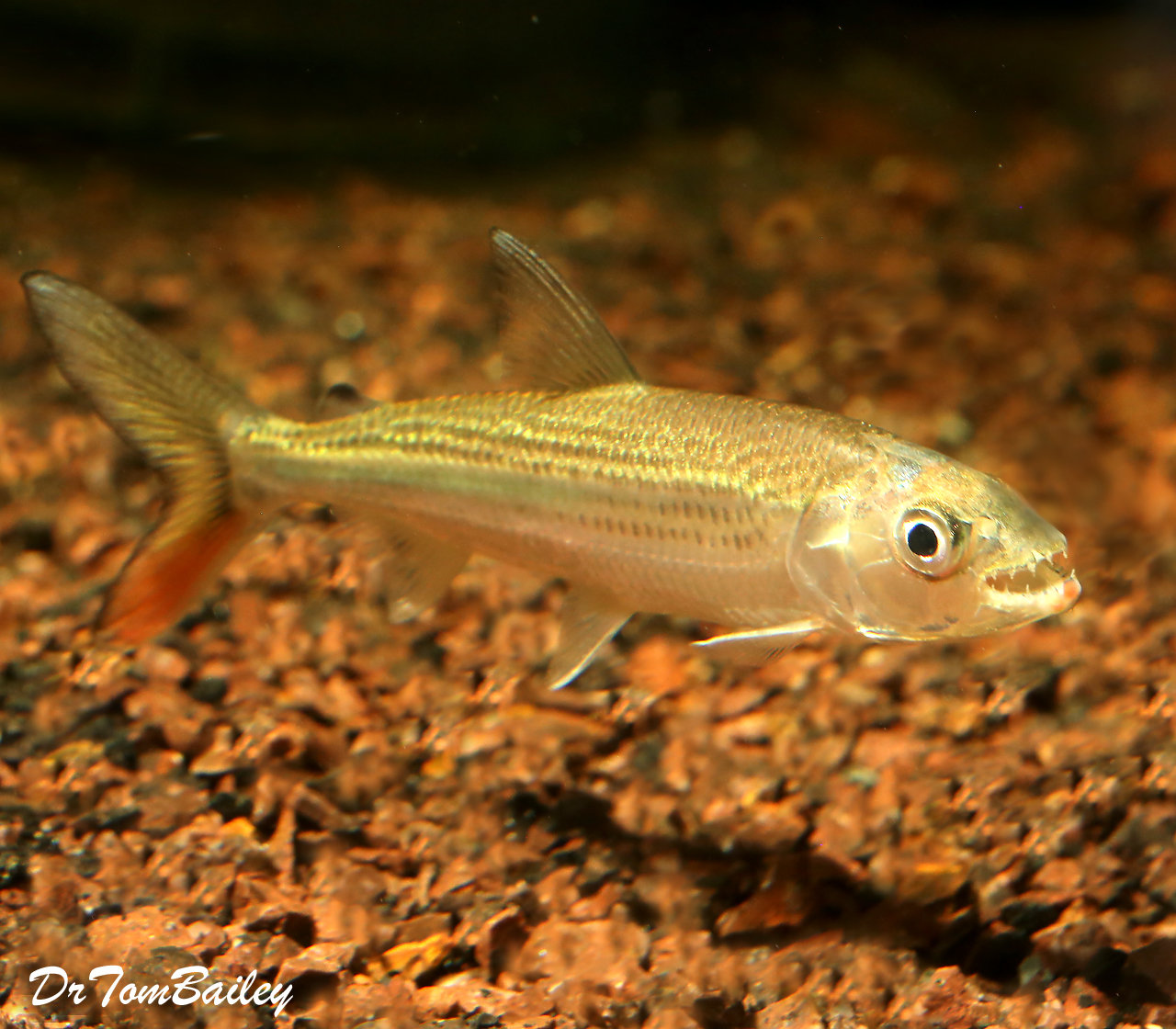 african tiger fish for sale