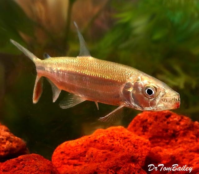 Premium WILD, Rare African Goliath Tiger Fish