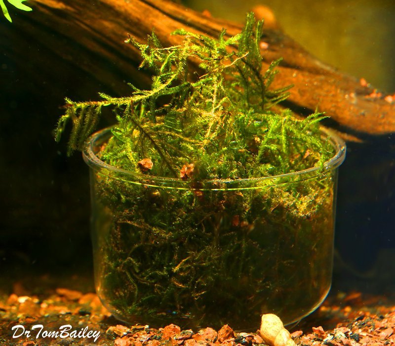 Premium Java Moss, Bunched Plant in a Cup