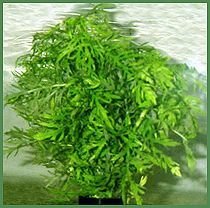 Premium Wisteria, Bunched Plant