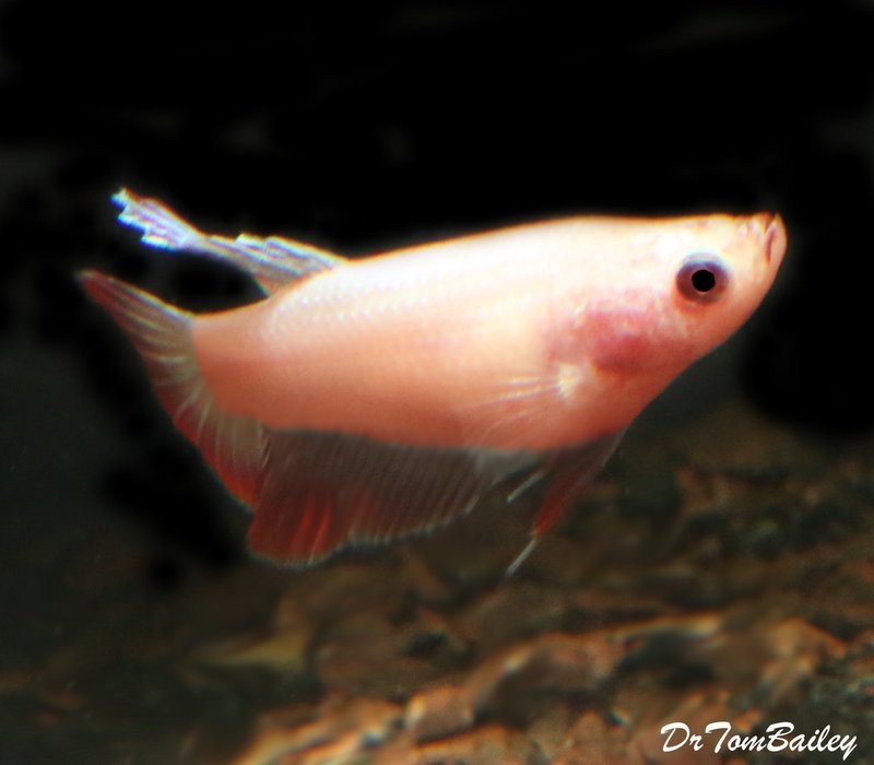 Premium FEMALE Pink Betta Fish