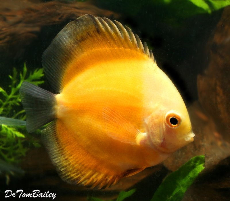 Premium Rare New, Yellow Marlboro Discus