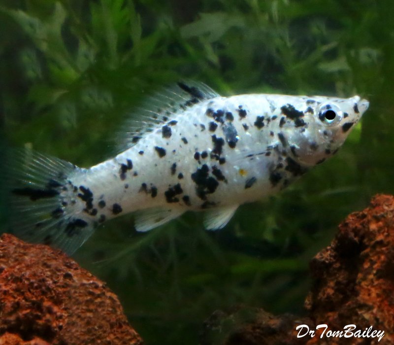 Premium FEMALE Dalmatian Sailfin Molly