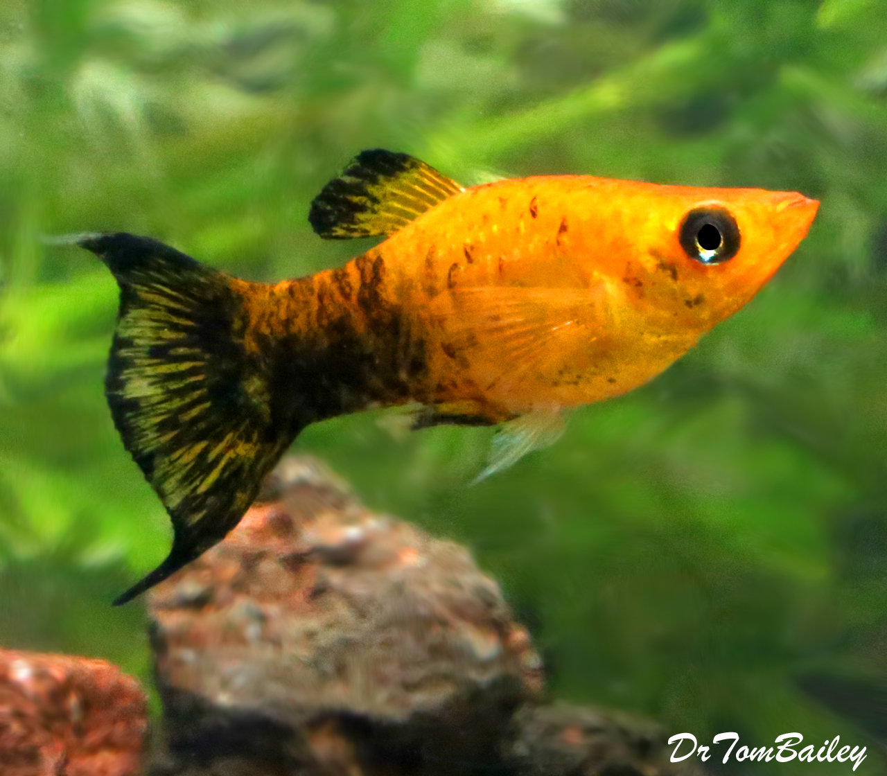 Premium Gold Panda Lyre Tail Molly