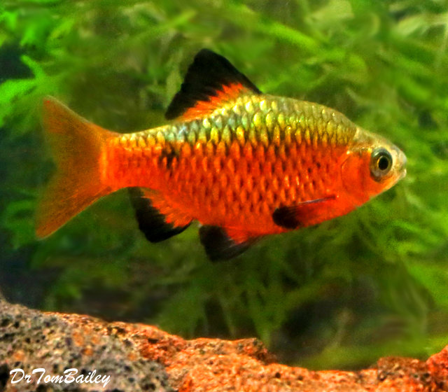 Premium MALE Rosy Barb, on SALE - was $5.29
