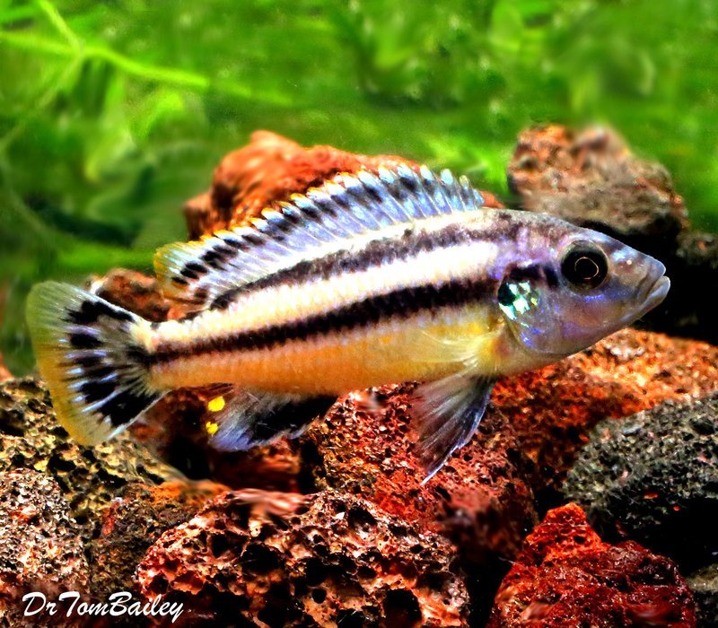 Premium Melanochromis Chipokae, Mbuna Cichlid from Lake Malawi