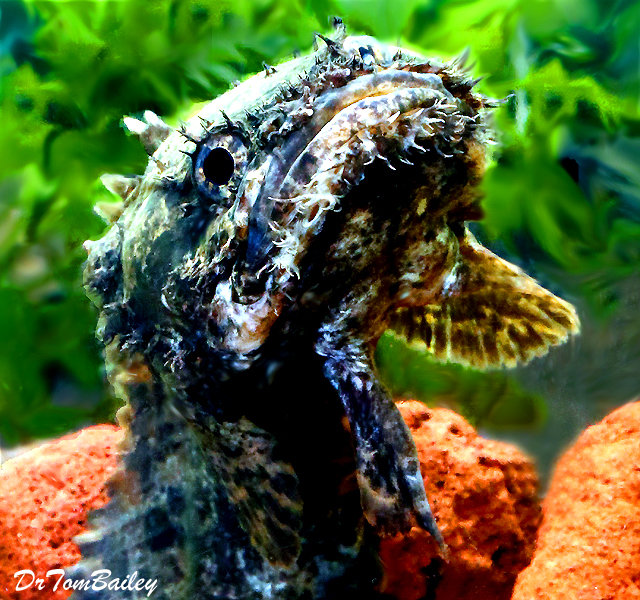 Premium WILD, Rare Marbled Lion Fish