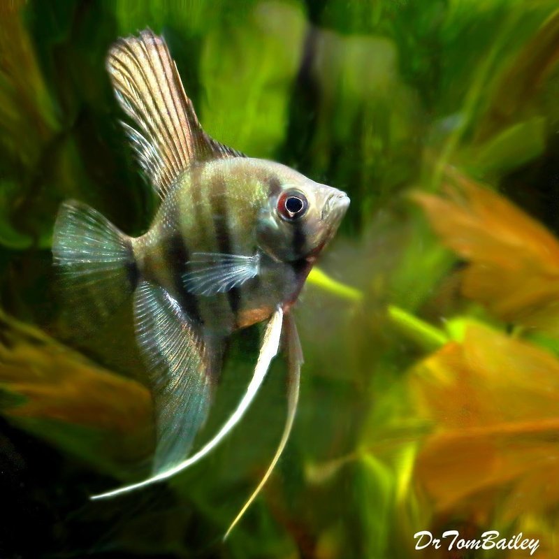 Premium Silver Angelfish
