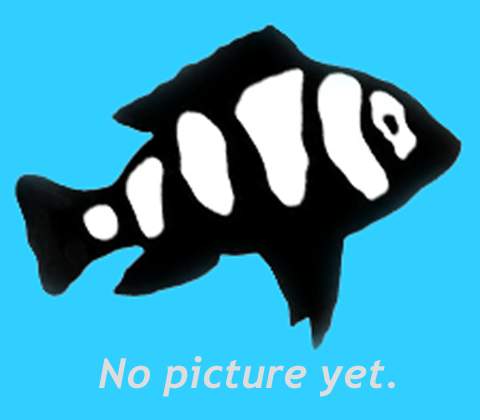Premium Freshwater Samurai Pufferfish