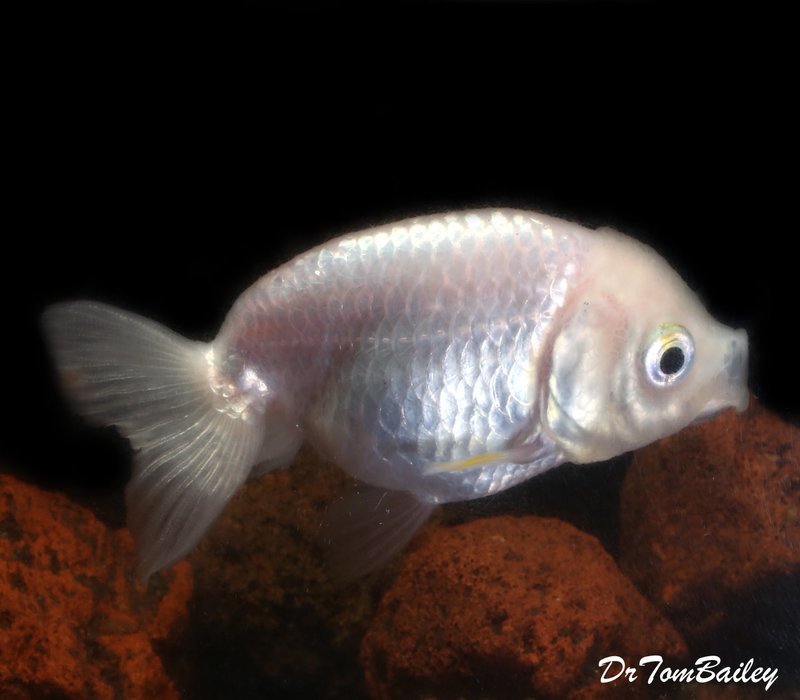 Premium Rare Pearl White Ranchu Goldfish